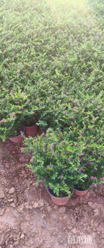 高度25厘米薰衣草