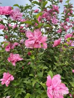 高度150厘米木槿