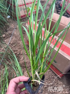 高度50厘米矮蒲苇