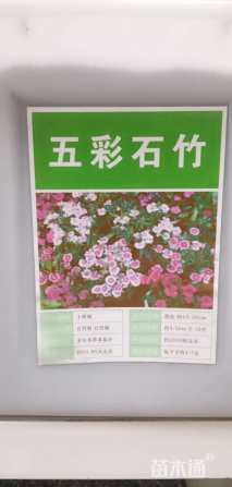 五彩石竹种子