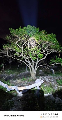 18公分红果冬青