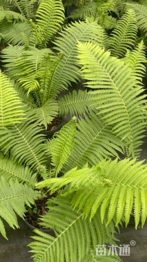 高度80厘米荚果蕨