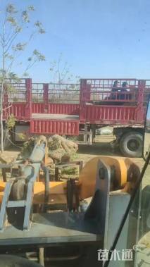 草卷状百慕大草