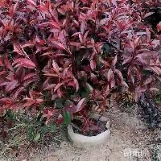 冠幅90厘米红叶石楠球