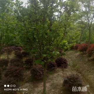 8公分红花玉兰