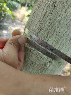 16公分朴树