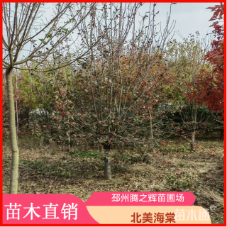 15公分北美海棠