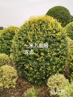 冠幅180厘米金冠女贞球