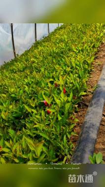 高度10厘米红王子锦带