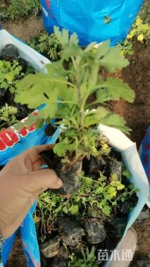 高度10厘米地被菊