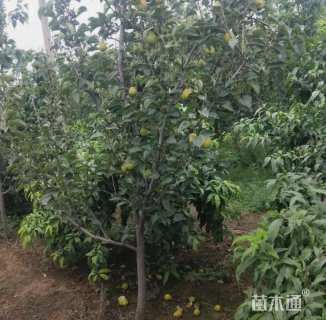 5公分梨树