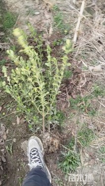 高度30厘米卫矛