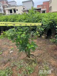 高度90厘米双荚决明