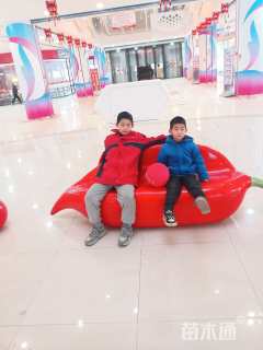 高度50厘米大叶黄杨