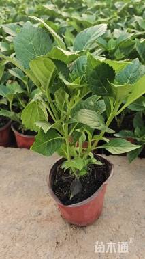 高度25厘米八仙花