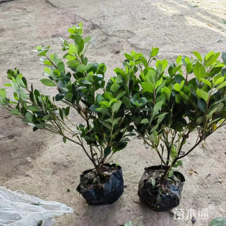 高度100厘米毛鹃