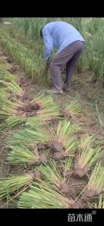 高度15厘米蒲苇