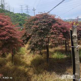 高度250厘米羽毛枫