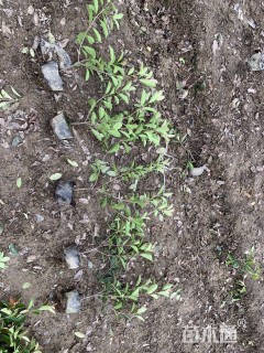 高度60厘米红叶石楠小苗