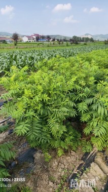 高度50厘米珍珠梅