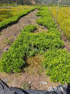 高度25厘米满天星