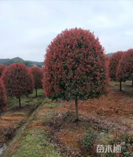 冠幅200厘米红叶石楠球