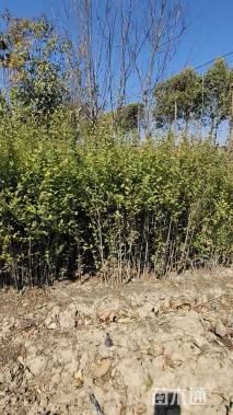 高度60厘米小叶女贞