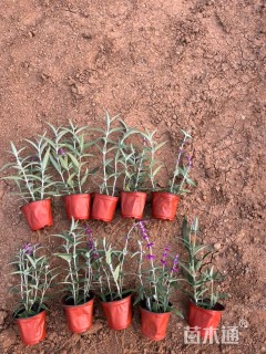 高度25厘米墨西哥鼠尾草