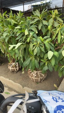 高度100厘米结香球