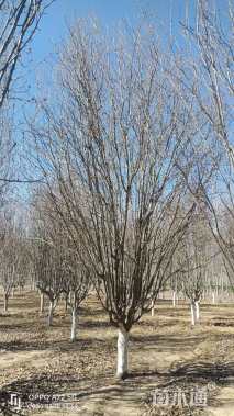 13公分西府海棠