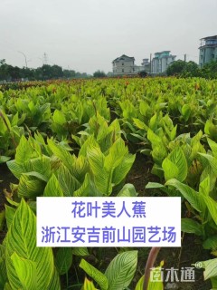 高度60厘米花叶美人蕉