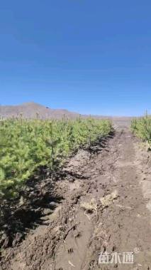 高度150厘米樟子松