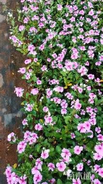 高度20厘米长春花