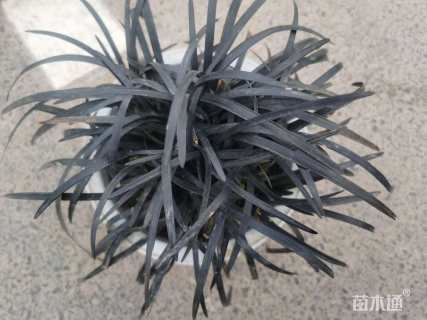 高度10厘米黑麦冬
