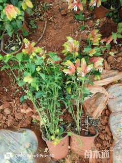 高度20厘米金苞花