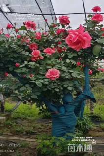 高度250厘米月季