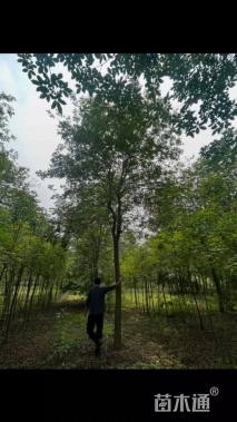 15公分黄花风铃木