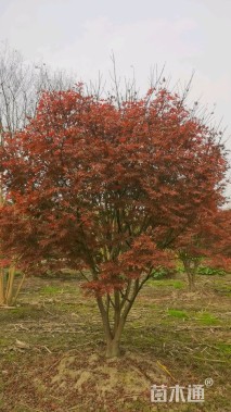 高度300厘米丛生红枫