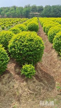 冠幅300厘米红叶石楠球