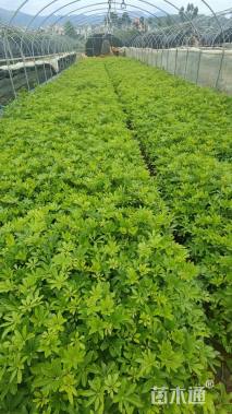 高度40厘米鸭脚木