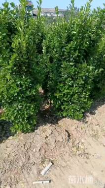 高度150厘米黄杨