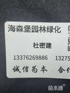 地栽苗菲白竹