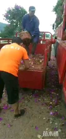 高度30厘米三角梅