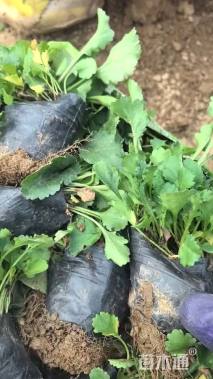 高度15厘米大滨菊