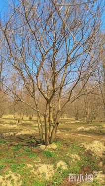 12公分(5杆)丛生乌桕