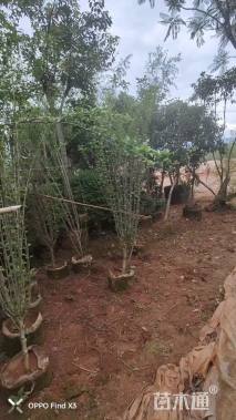 高度200厘米木槿