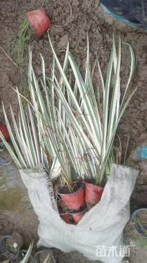 高度35厘米花叶玉蝉花