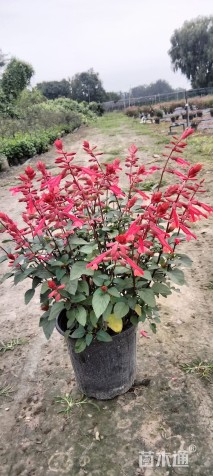 高度20厘米金叶石菖蒲