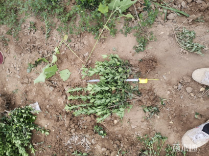 高度45厘米黄杨