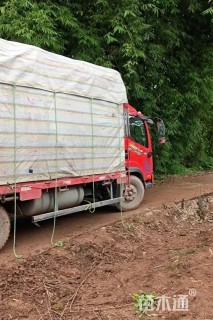 高度300厘米红叶石楠柱